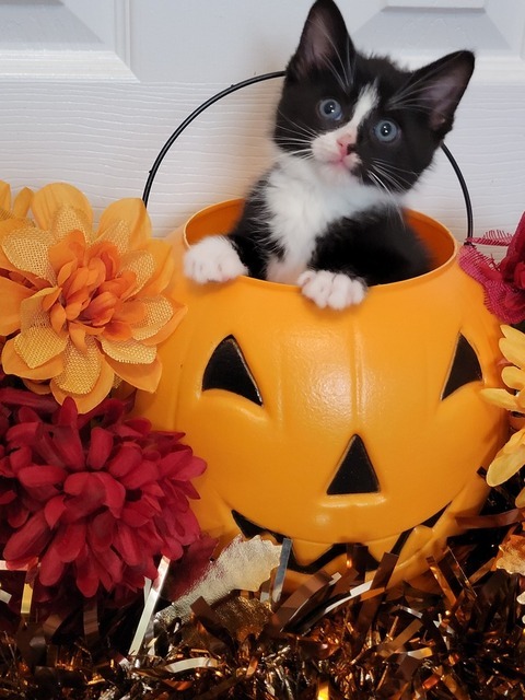 Noir (Spooky Season Kittens)