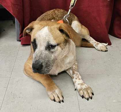 Louise, an adoptable Australian Cattle Dog / Blue Heeler, Mixed Breed in McCook, NE, 69001 | Photo Image 1