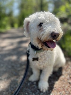 Animal Profile Walter is an approximately 2 year old 16 lb male poodle mix who was originally resc