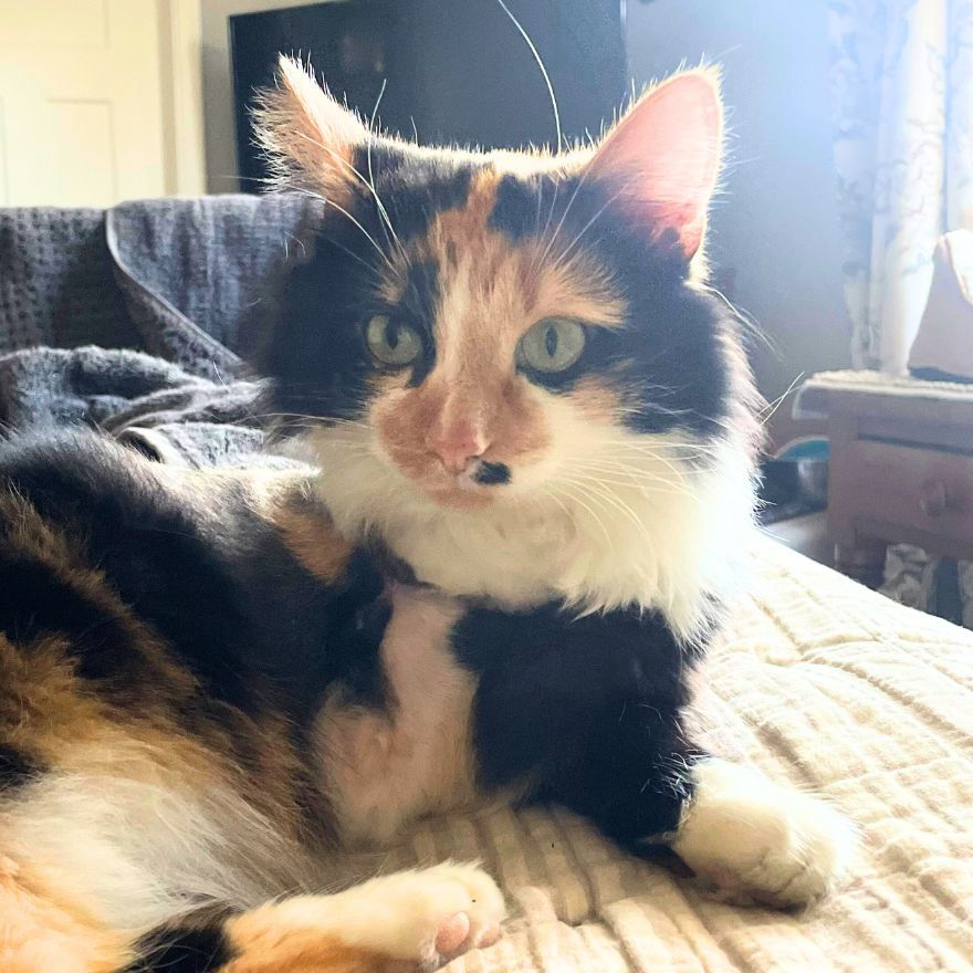 Marilyn, an adoptable Calico, Domestic Long Hair in Laramie, WY, 82073 | Photo Image 1