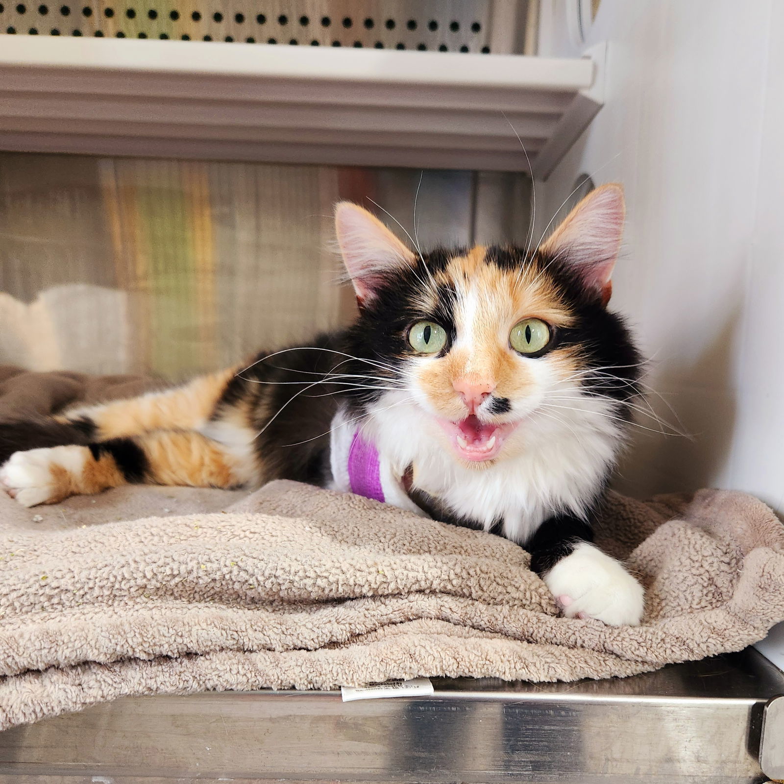 Marilyn, an adoptable Calico, Domestic Long Hair in Laramie, WY, 82073 | Photo Image 3