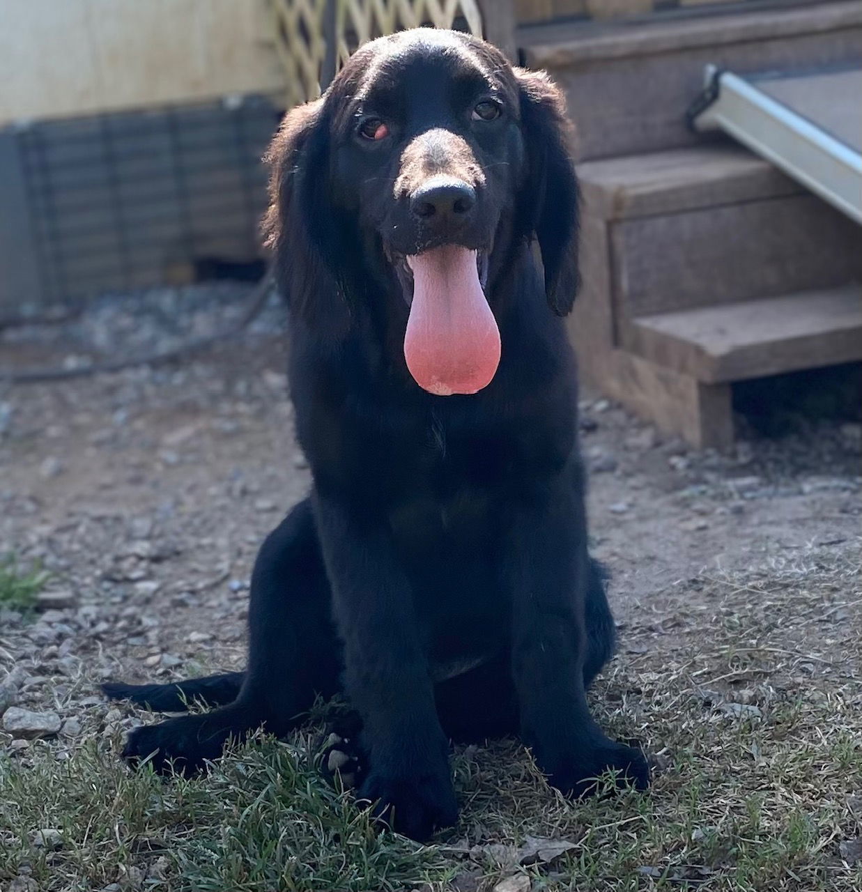 Peter Parker, an adoptable Cockapoo, Golden Retriever in Pacolet, SC, 29372 | Photo Image 2