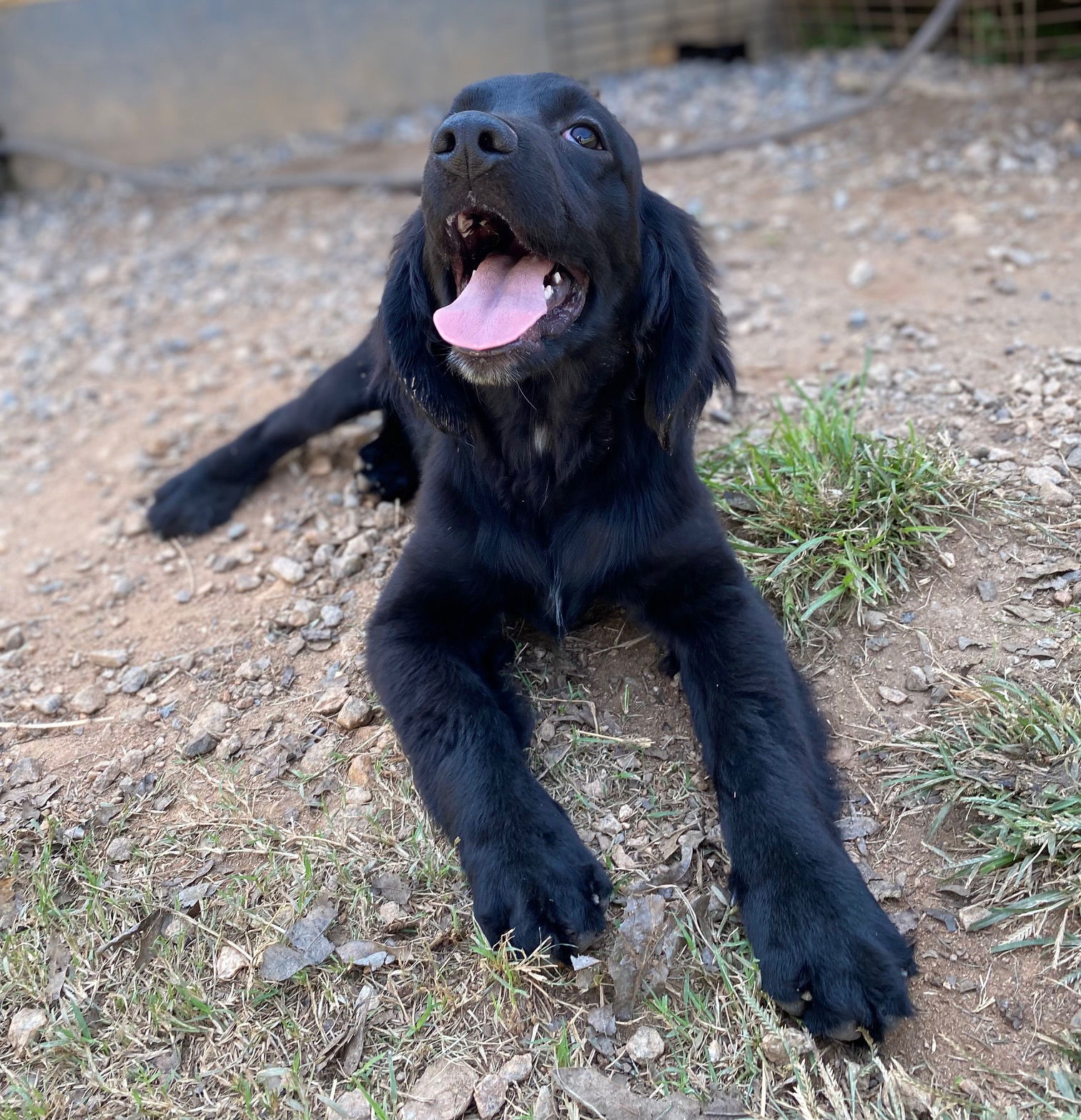 Peter Parker, an adoptable Cockapoo, Golden Retriever in Pacolet, SC, 29372 | Photo Image 3