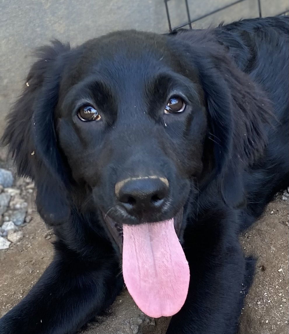 Wanda Maximoff, an adoptable Cockapoo, Golden Retriever in Pacolet, SC, 29372 | Photo Image 1