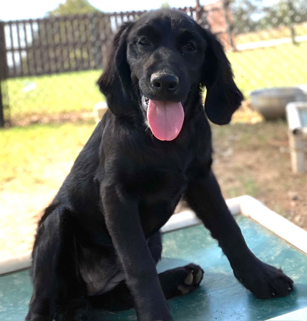 Wanda Maximoff, an adoptable Cockapoo, Golden Retriever in Pacolet, SC, 29372 | Photo Image 2