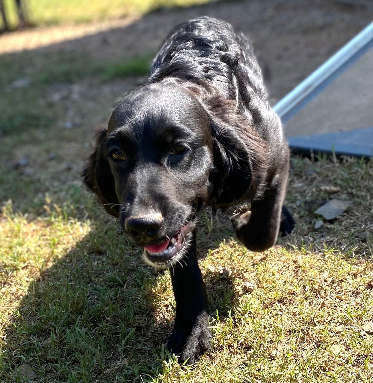 Wanda Maximoff, an adoptable Cockapoo, Golden Retriever in Pacolet, SC, 29372 | Photo Image 3