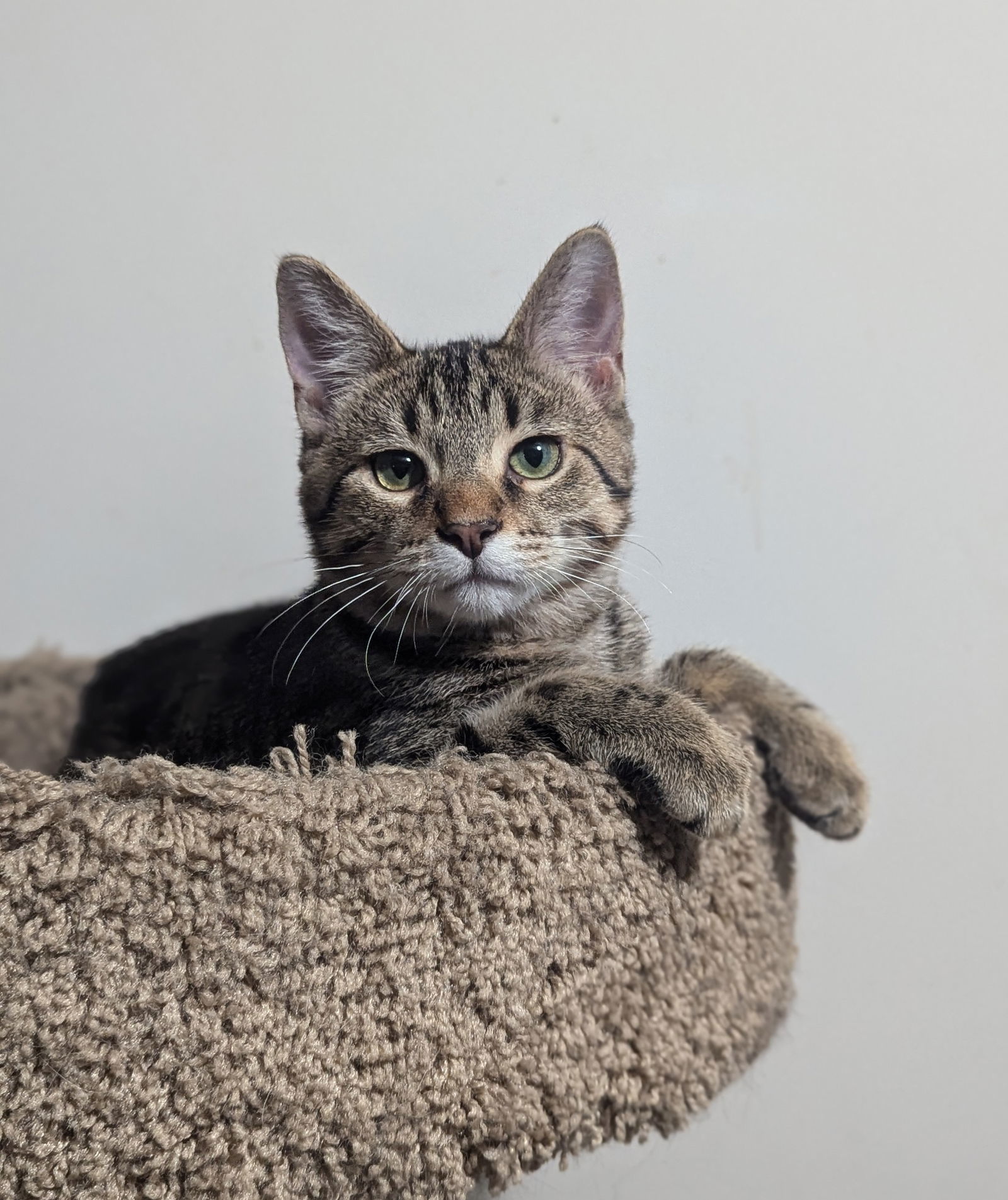 Habanero, an adoptable Tabby, Domestic Short Hair in Traverse City, MI, 49686 | Photo Image 1