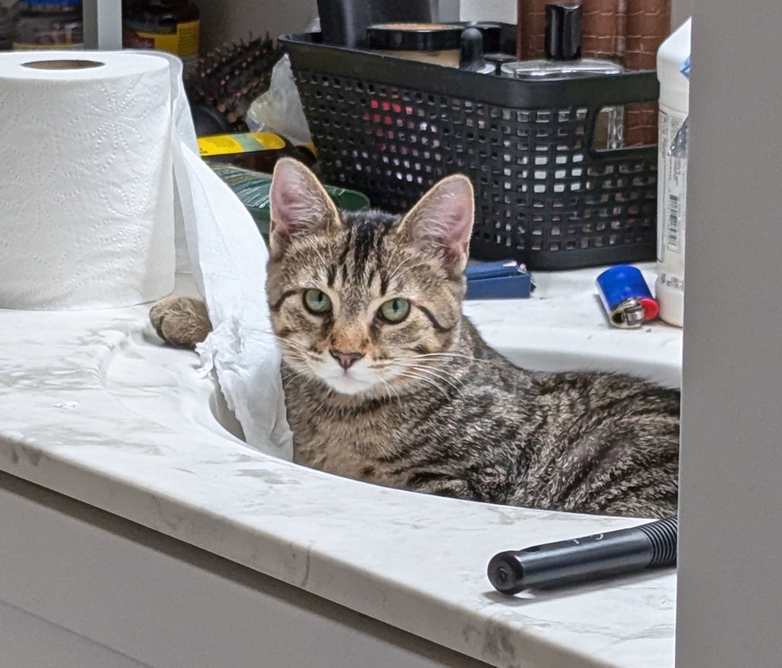 Habanero, an adoptable Tabby, Domestic Short Hair in Traverse City, MI, 49686 | Photo Image 2