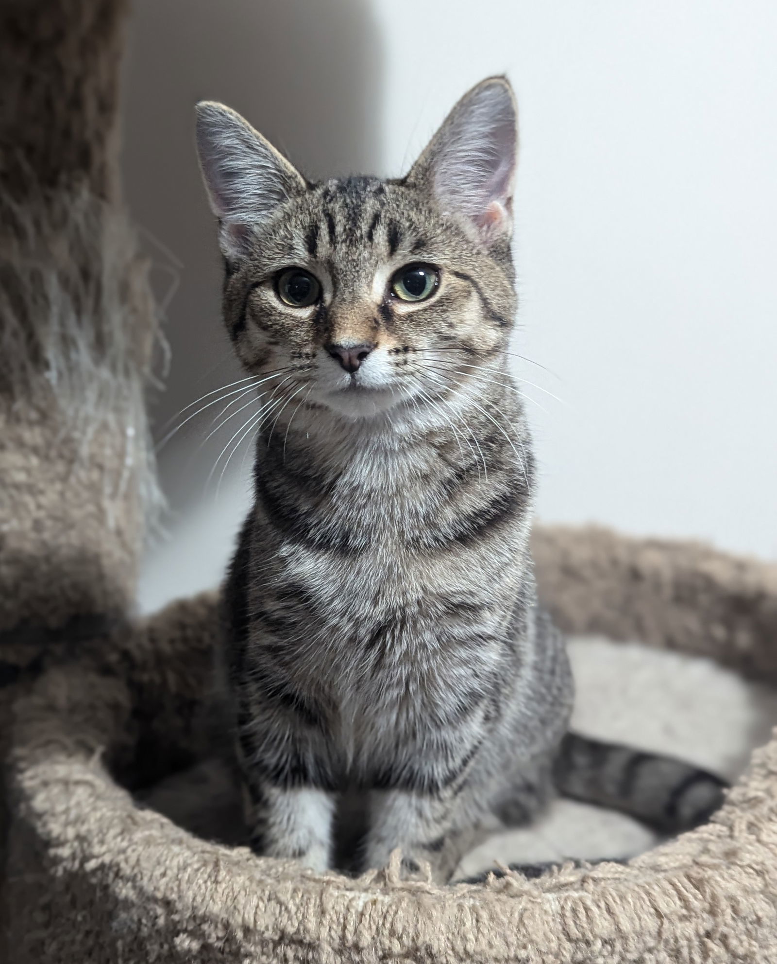 Jalapeno, an adoptable Tabby, Domestic Short Hair in Traverse City, MI, 49686 | Photo Image 1