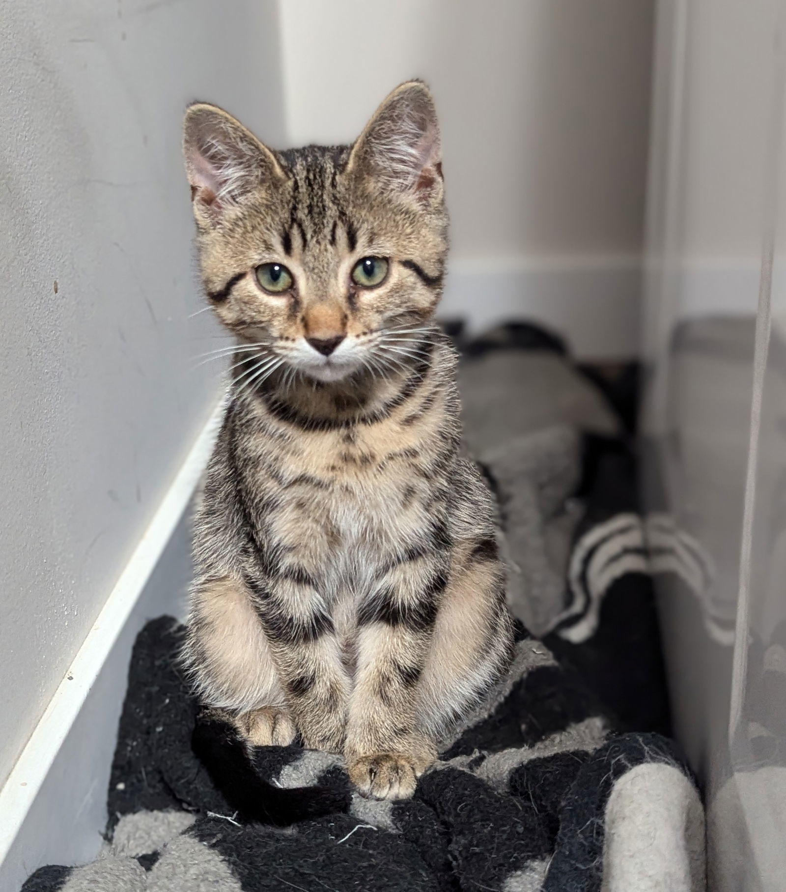 Jalapeno, an adoptable Tabby, Domestic Short Hair in Traverse City, MI, 49686 | Photo Image 3