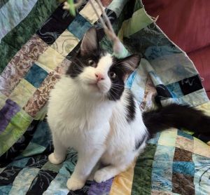 Lonk, Young Male Domestic Long Hair