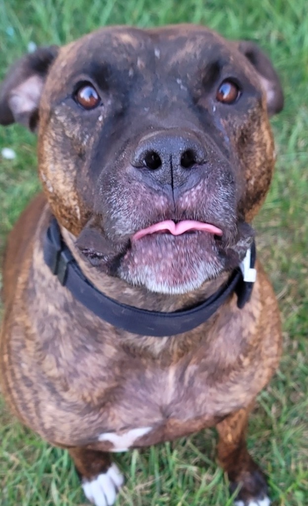 Tyson, an adoptable Pit Bull Terrier in Saginaw, MI, 48604 | Photo Image 1