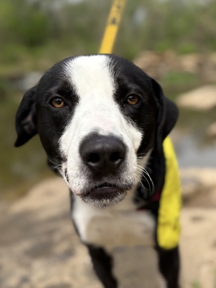 Loki