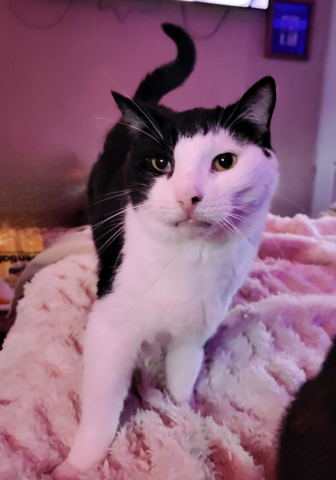 Sammy
