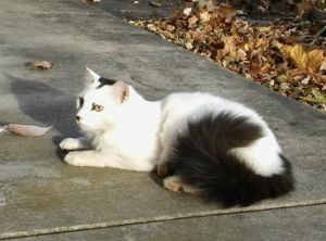 Angus, Senior Male unknown