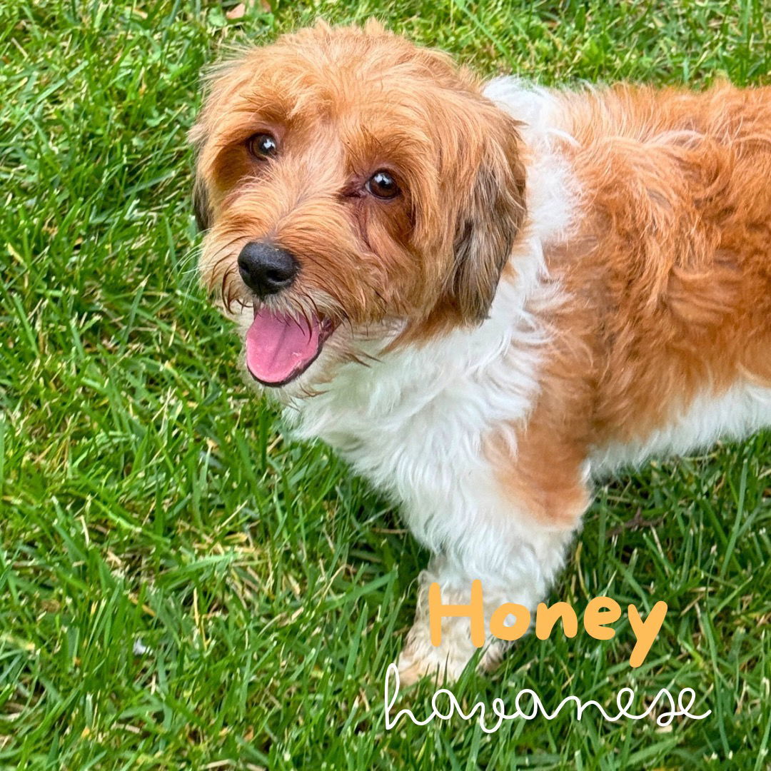 Honey, an adoptable Havanese in Tenafly, NJ, 07670 | Photo Image 1