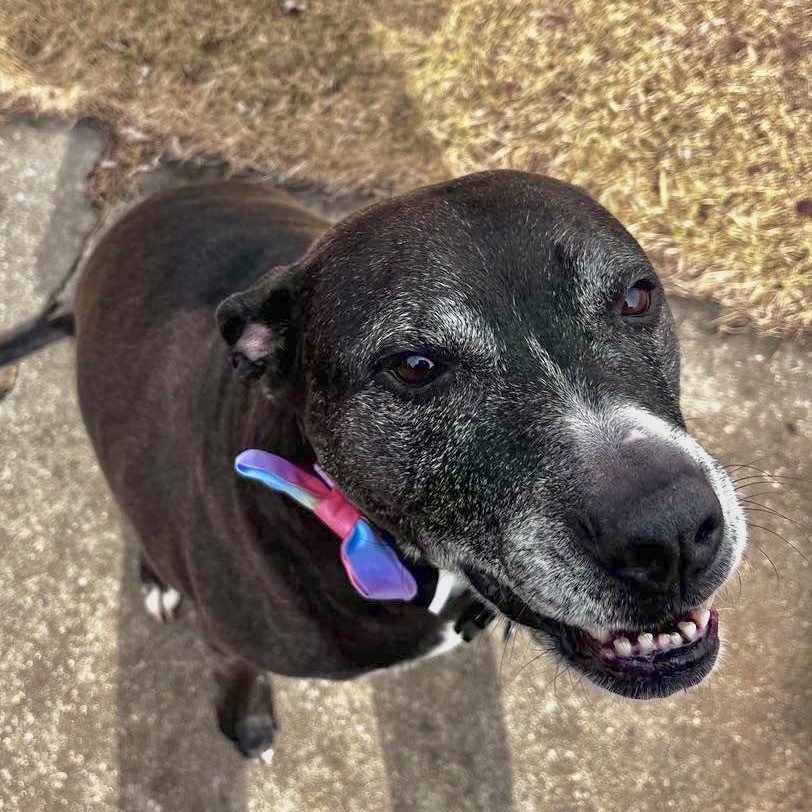 Stella, an adoptable Labrador Retriever, Mastiff in Tomah, WI, 54660 | Photo Image 1