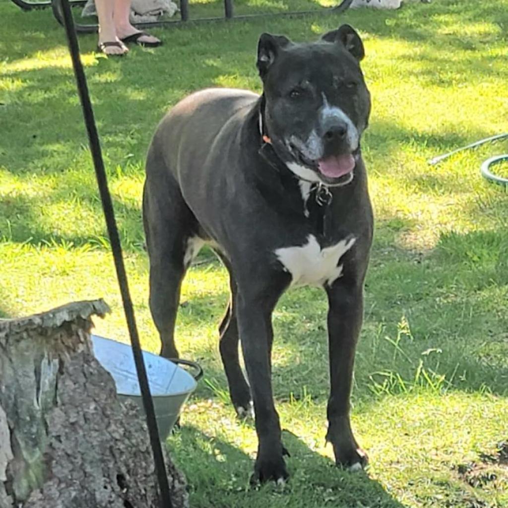 Stella, an adoptable Labrador Retriever, Mastiff in Tomah, WI, 54660 | Photo Image 2