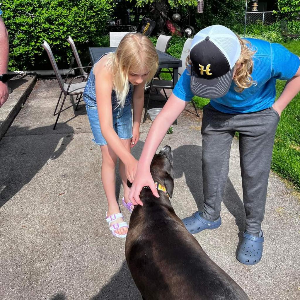 Stella, an adoptable Labrador Retriever, Mastiff in Tomah, WI, 54660 | Photo Image 5