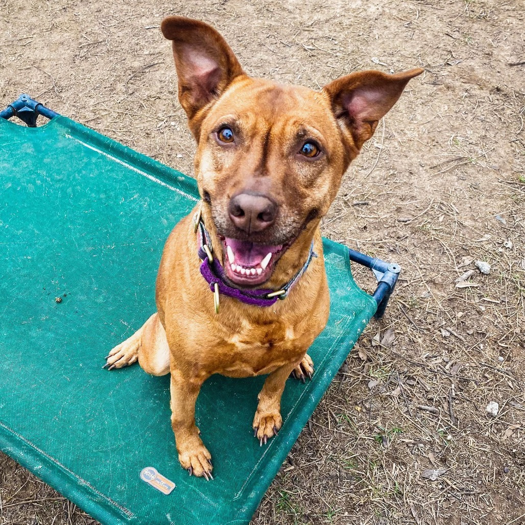 Eel, an adoptable Basenji, Belgian Shepherd / Malinois in Austin, TX, 78704 | Photo Image 1