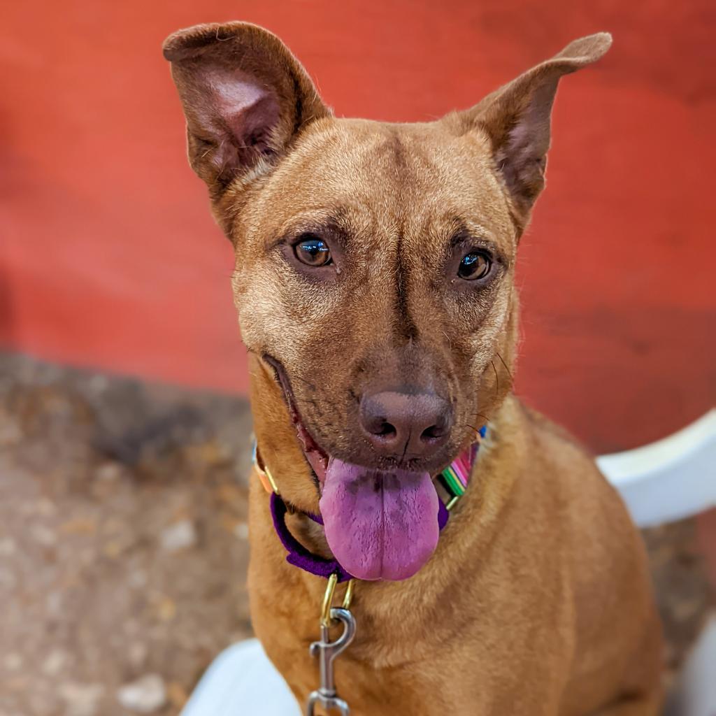 Eel, an adoptable Basenji, Belgian Shepherd / Malinois in Austin, TX, 78704 | Photo Image 1
