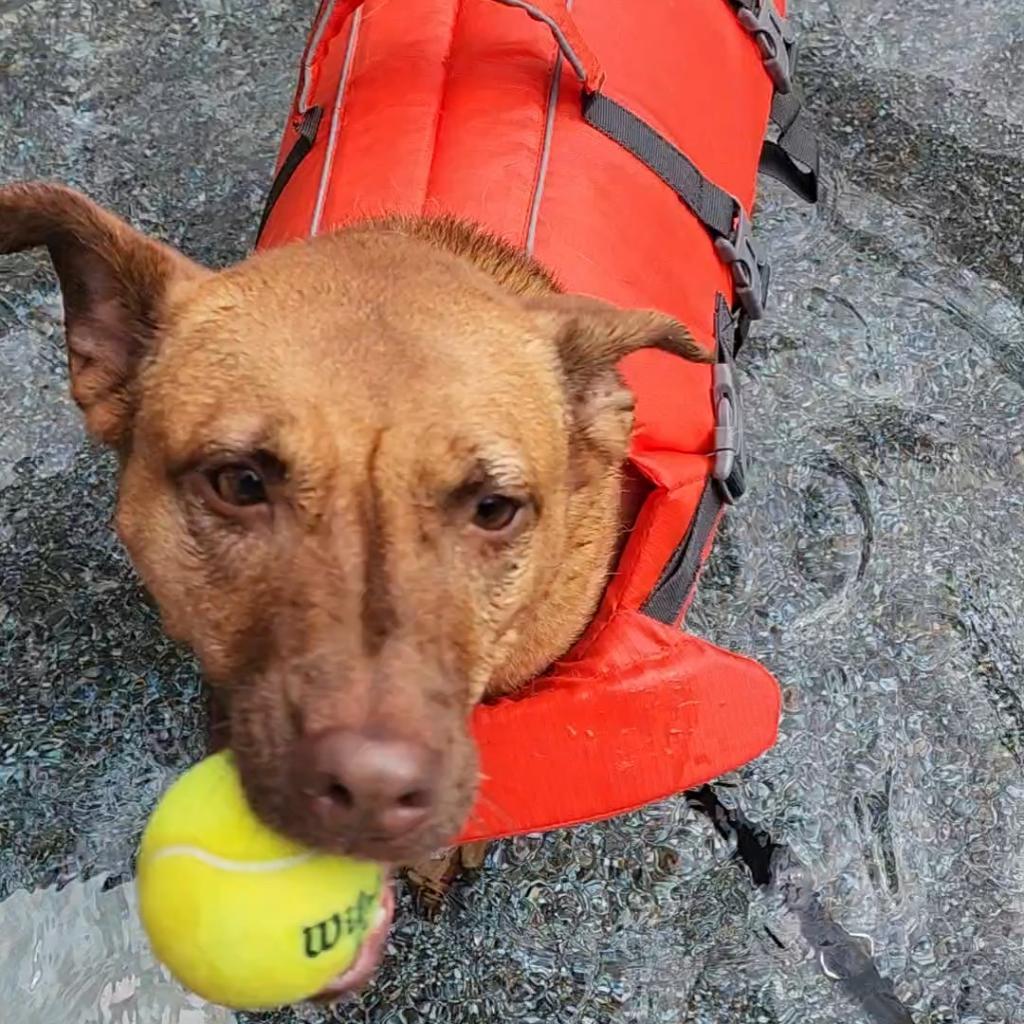 Eel, an adoptable Basenji, Belgian Shepherd / Malinois in Austin, TX, 78704 | Photo Image 2
