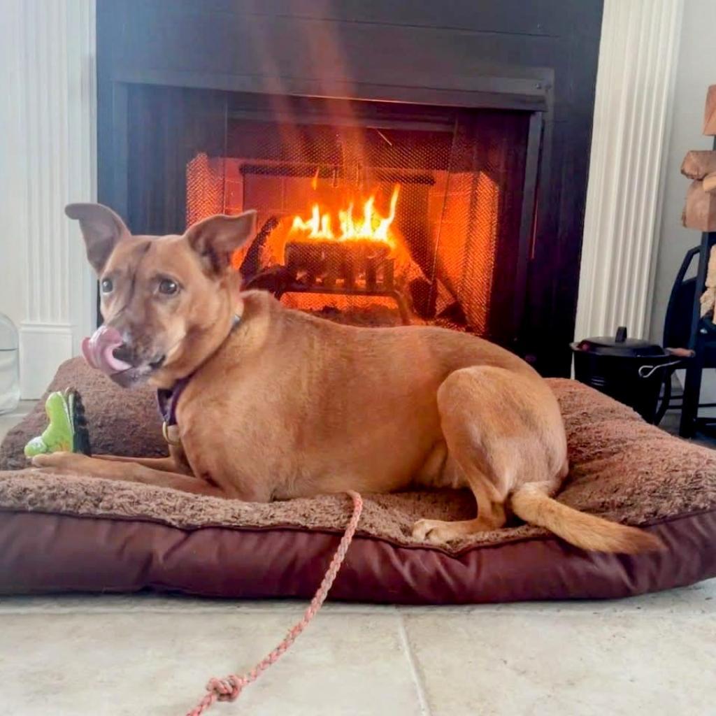 Eel, an adoptable Basenji, Belgian Shepherd / Malinois in Austin, TX, 78704 | Photo Image 3