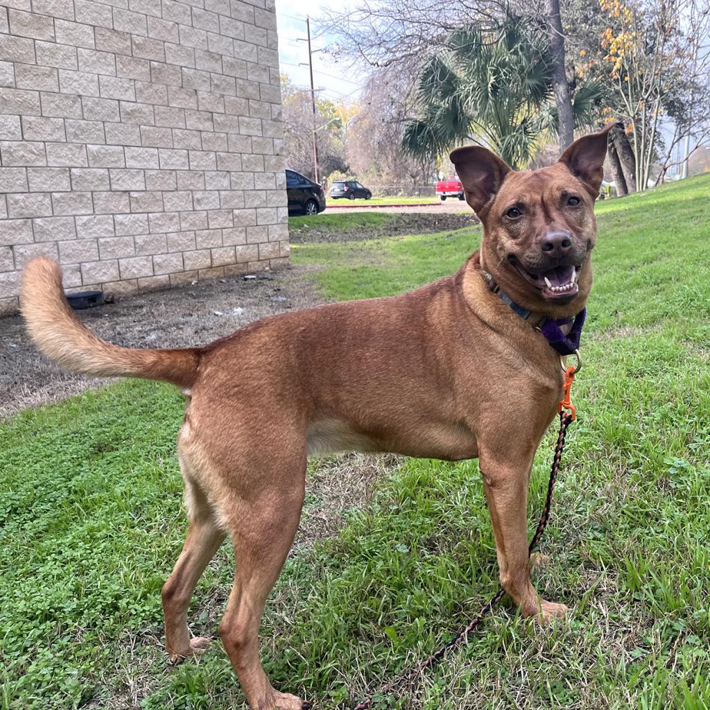 Eel, an adoptable Basenji, Belgian Shepherd / Malinois in Austin, TX, 78704 | Photo Image 4