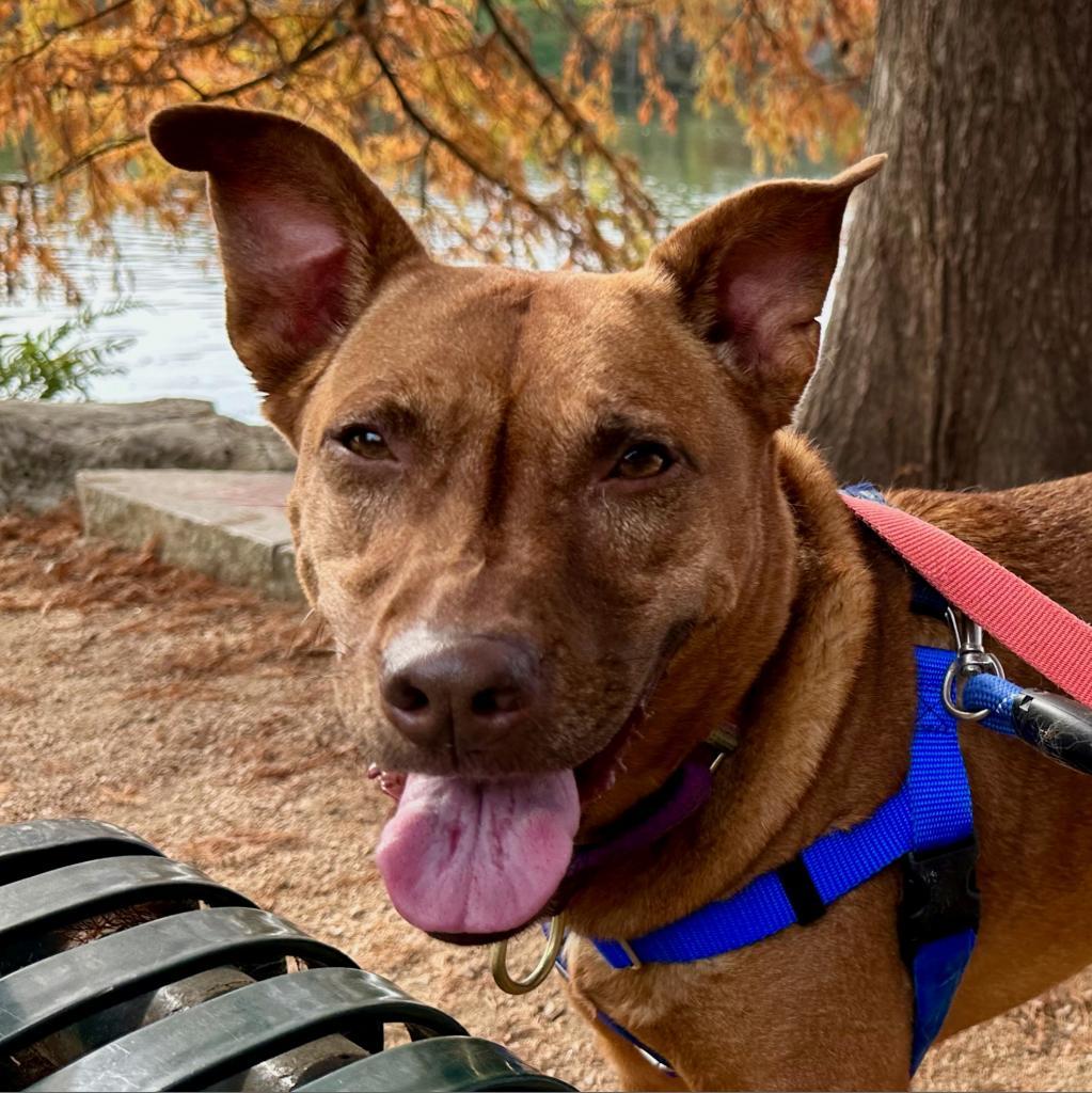 Eel, an adoptable Basenji, Belgian Shepherd / Malinois in Austin, TX, 78704 | Photo Image 5