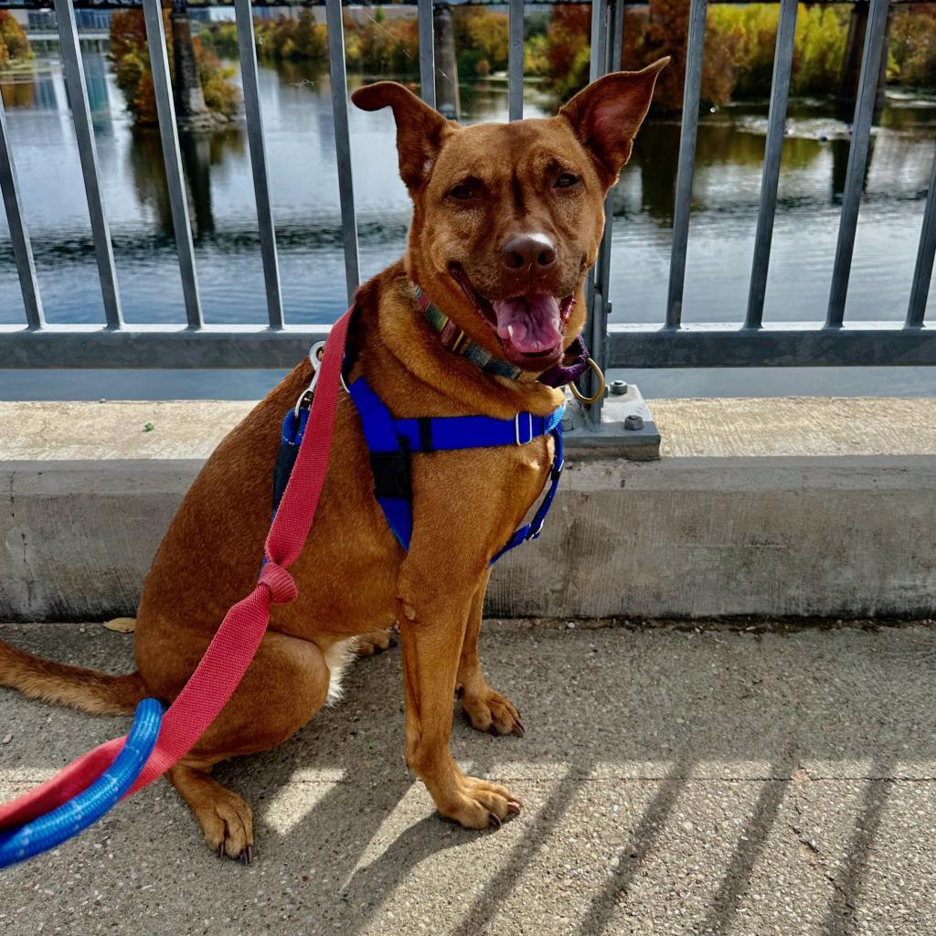 Eel, an adoptable Basenji, Belgian Shepherd / Malinois in Austin, TX, 78704 | Photo Image 6