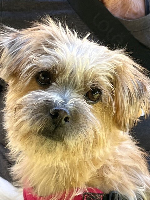 DANBAM, an adoptable Havanese, Cairn Terrier in Agoura Hills, CA, 91301 | Photo Image 1