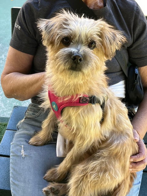 DANBAM, an adoptable Havanese, Cairn Terrier in Agoura Hills, CA, 91301 | Photo Image 2