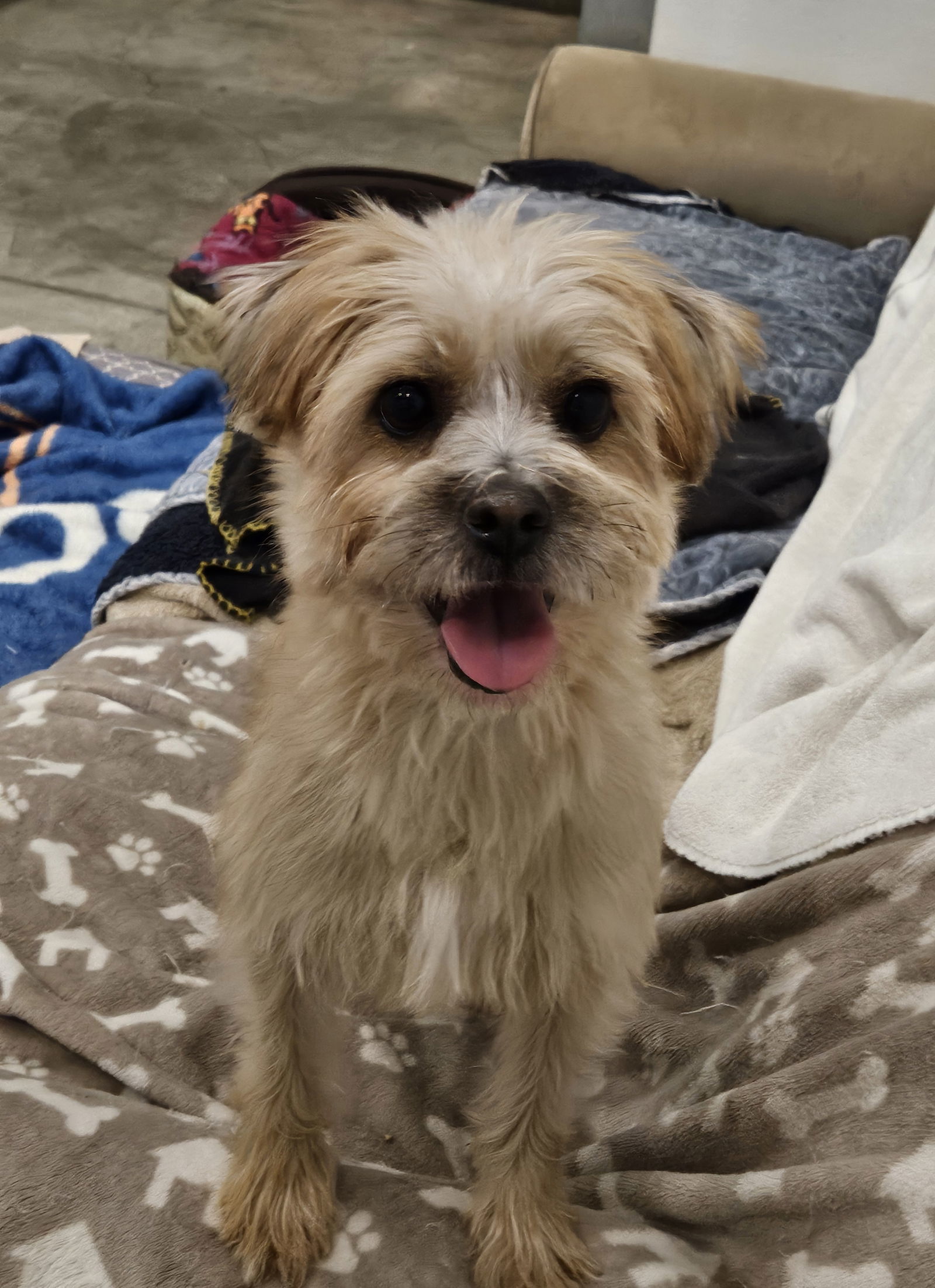 DANBAM, an adoptable Havanese, Cairn Terrier in Agoura Hills, CA, 91301 | Photo Image 3