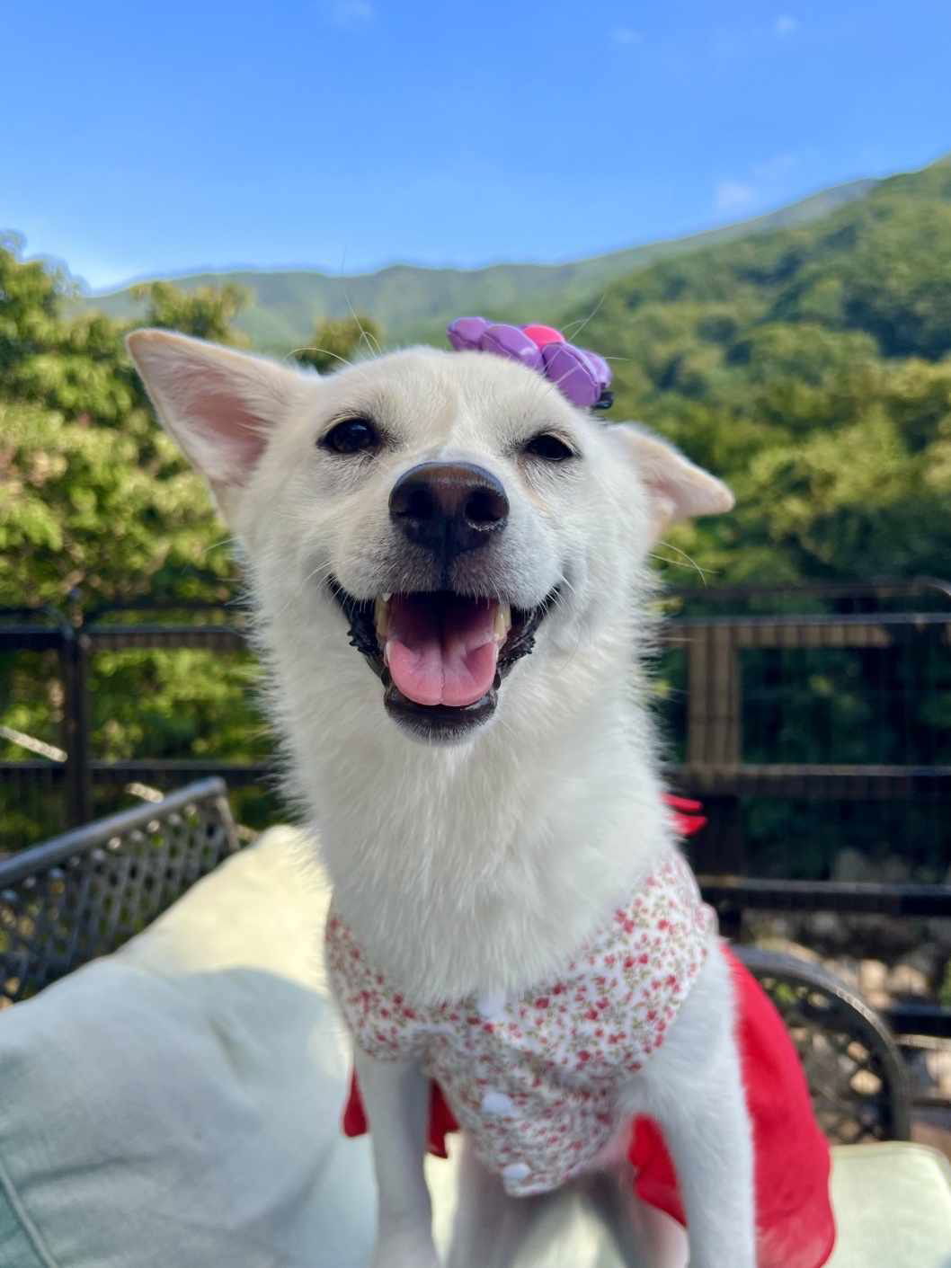 NAMU, an adoptable Spitz in Agoura Hills, CA, 91301 | Photo Image 1