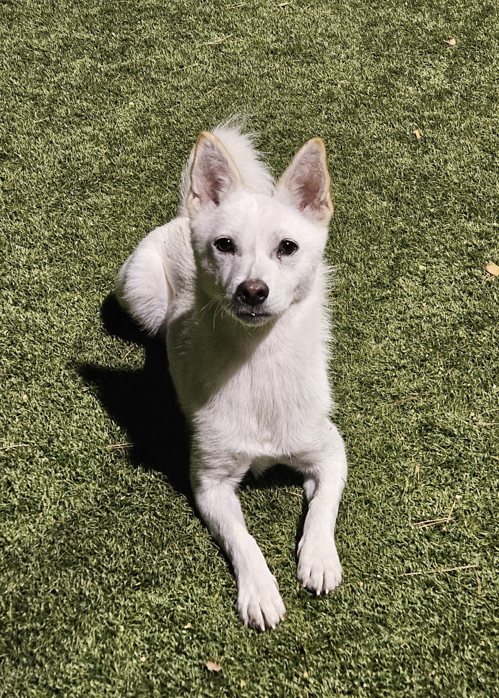 NAMU, an adoptable Spitz in Agoura Hills, CA, 91301 | Photo Image 2