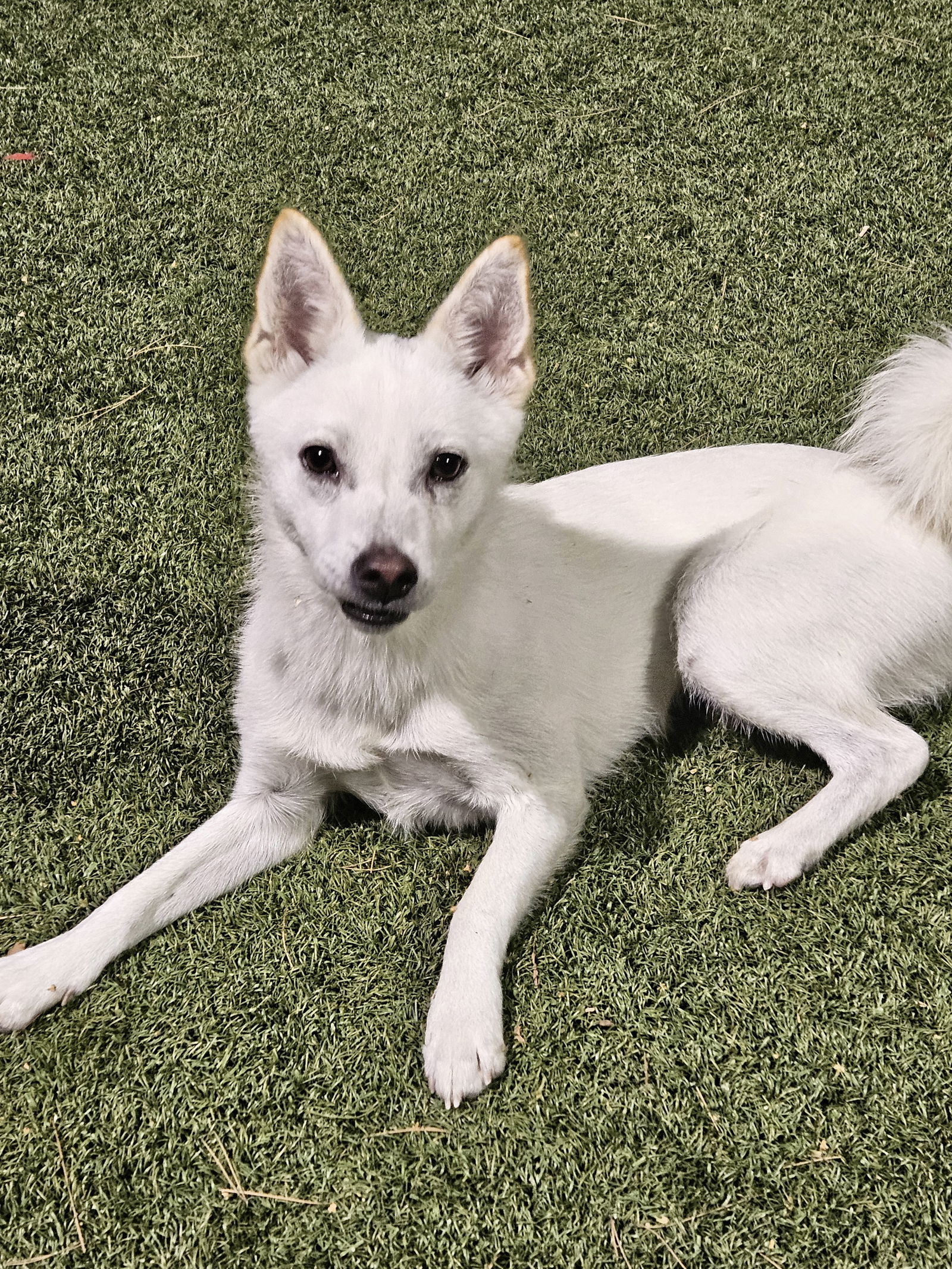 NAMU, an adoptable Spitz in Agoura Hills, CA, 91301 | Photo Image 3