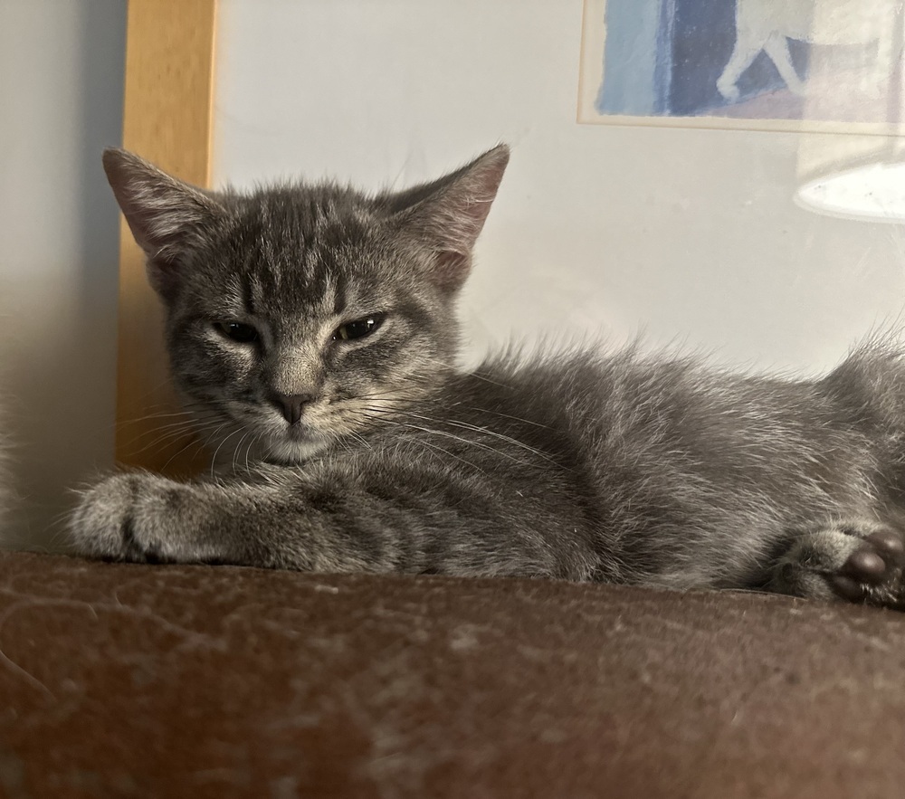 Cat for adoption **Topeka Cat Cafe** Sue, a Domestic Short Hair in