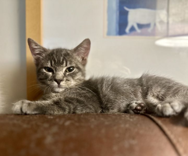 Cat for adoption **Topeka Cat Cafe** Sue, a Domestic Short Hair in