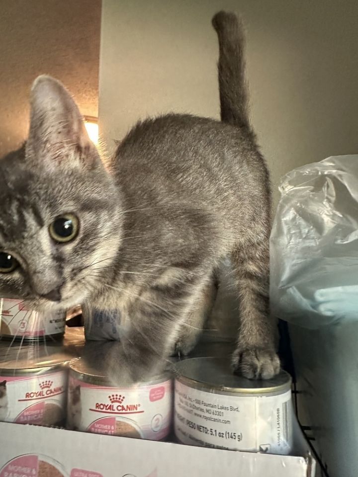 Cat for adoption **Topeka Cat Cafe** Sue, a Domestic Short Hair in