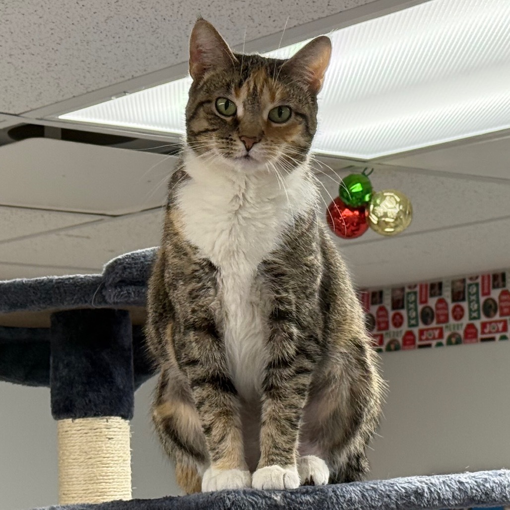Heidi