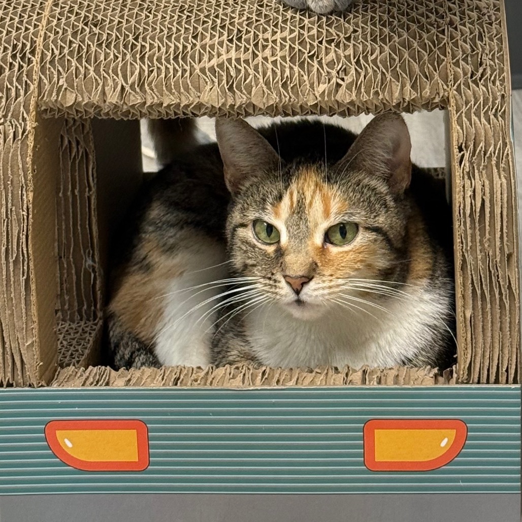 Heidi