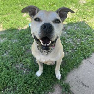 Athena, Senior Female Pit Bull Terrier