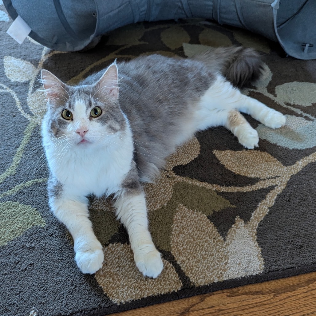Big Boy, an adoptable Domestic Medium Hair in Spring Hill, KS, 66083 | Photo Image 1