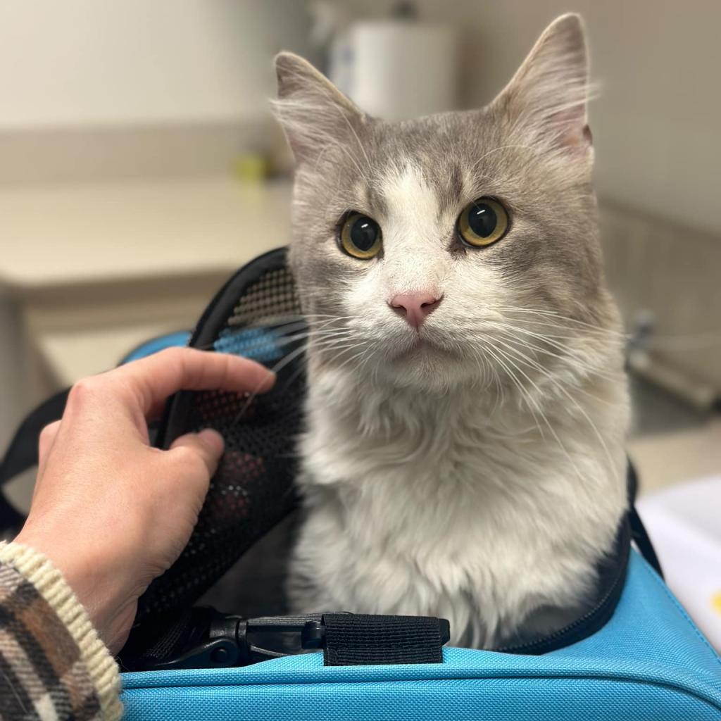 Big Boy, an adoptable Domestic Medium Hair in Spring Hill, KS, 66083 | Photo Image 2