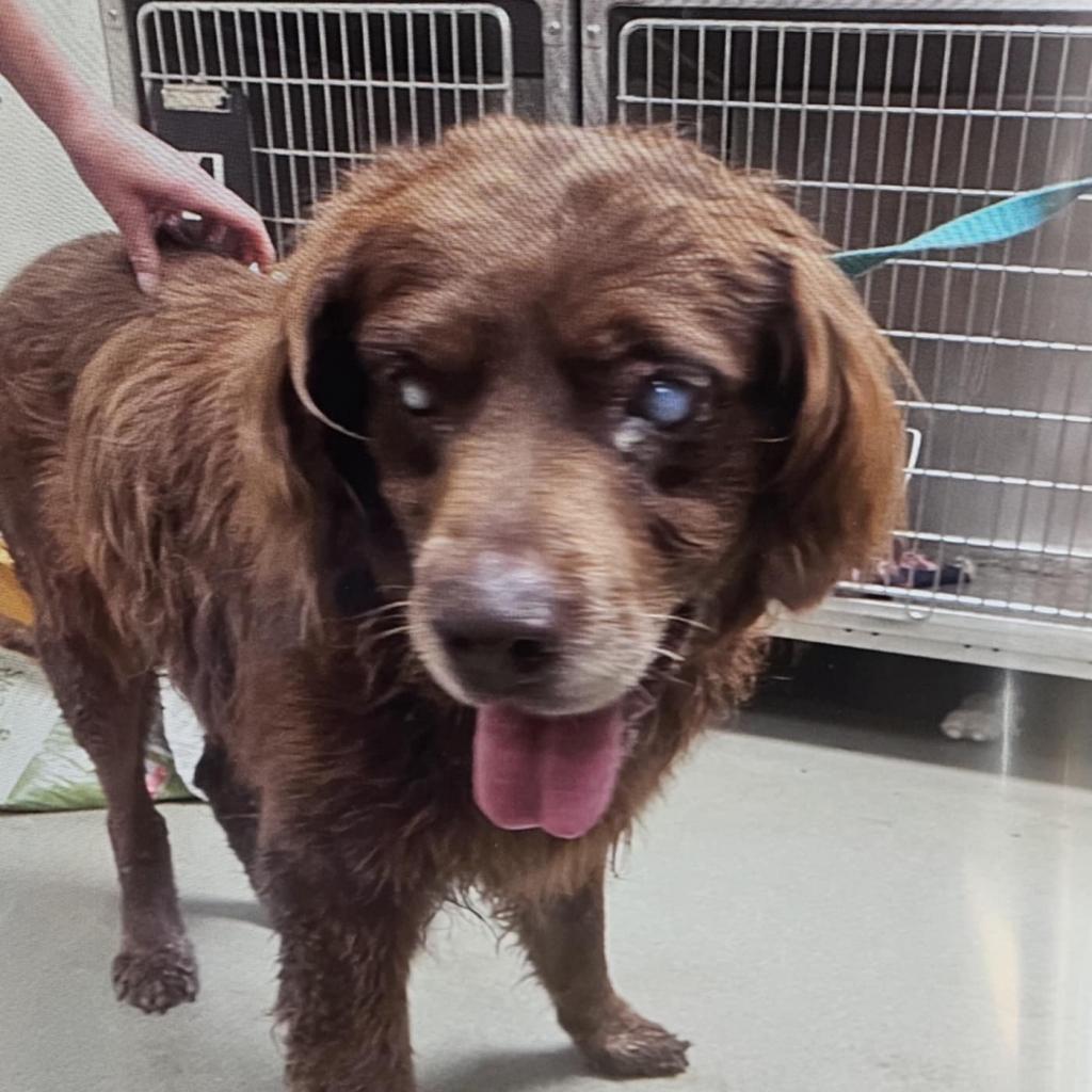 Shaggy, an adoptable Chocolate Labrador Retriever, Spaniel in Spring Hill, KS, 66083 | Photo Image 1