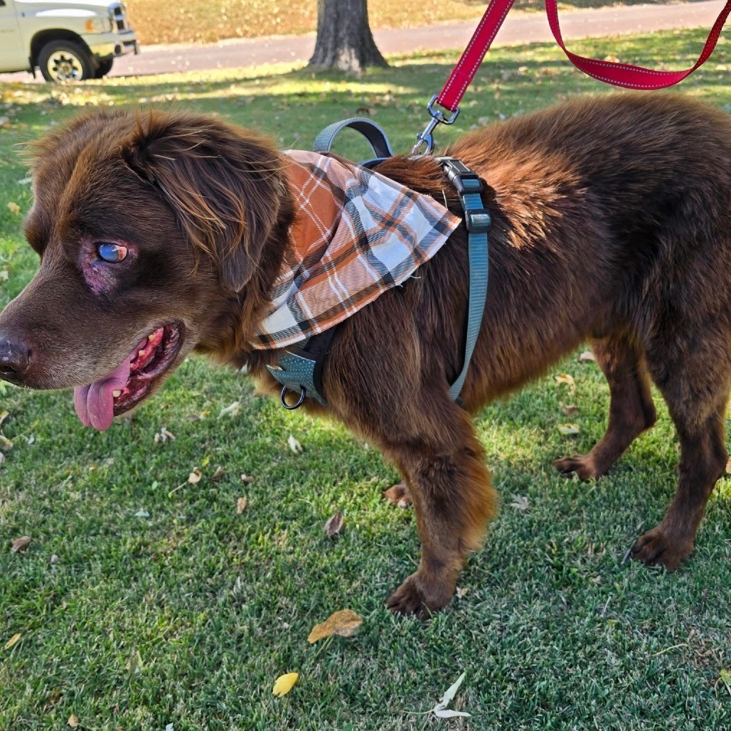 Shaggy, an adoptable Chocolate Labrador Retriever, Spaniel in Spring Hill, KS, 66083 | Photo Image 2