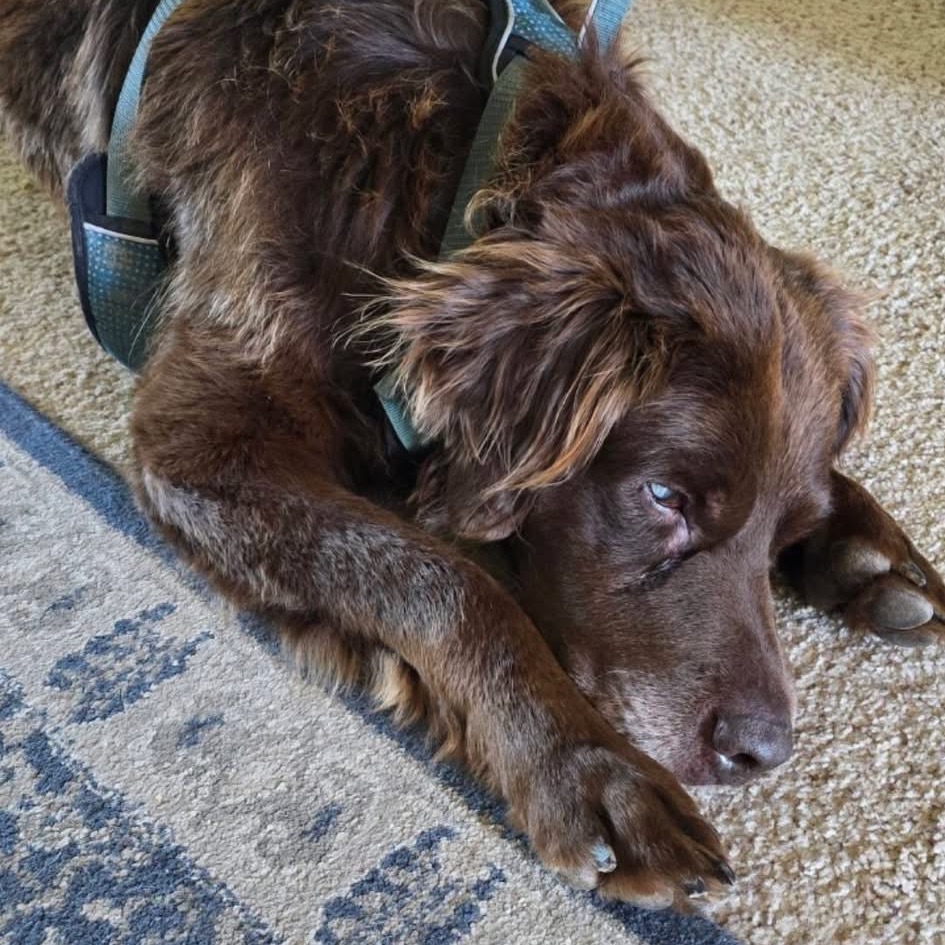 Shaggy, an adoptable Chocolate Labrador Retriever, Spaniel in Spring Hill, KS, 66083 | Photo Image 3