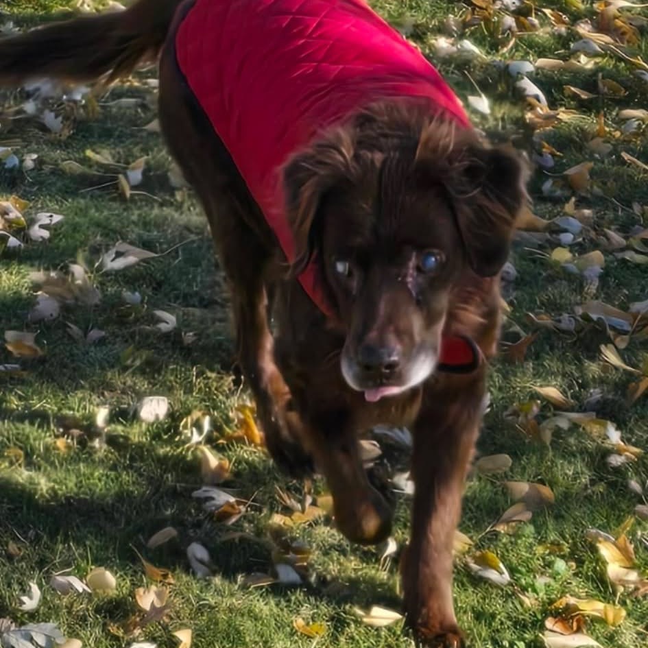 Shaggy, an adoptable Chocolate Labrador Retriever, Spaniel in Spring Hill, KS, 66083 | Photo Image 4