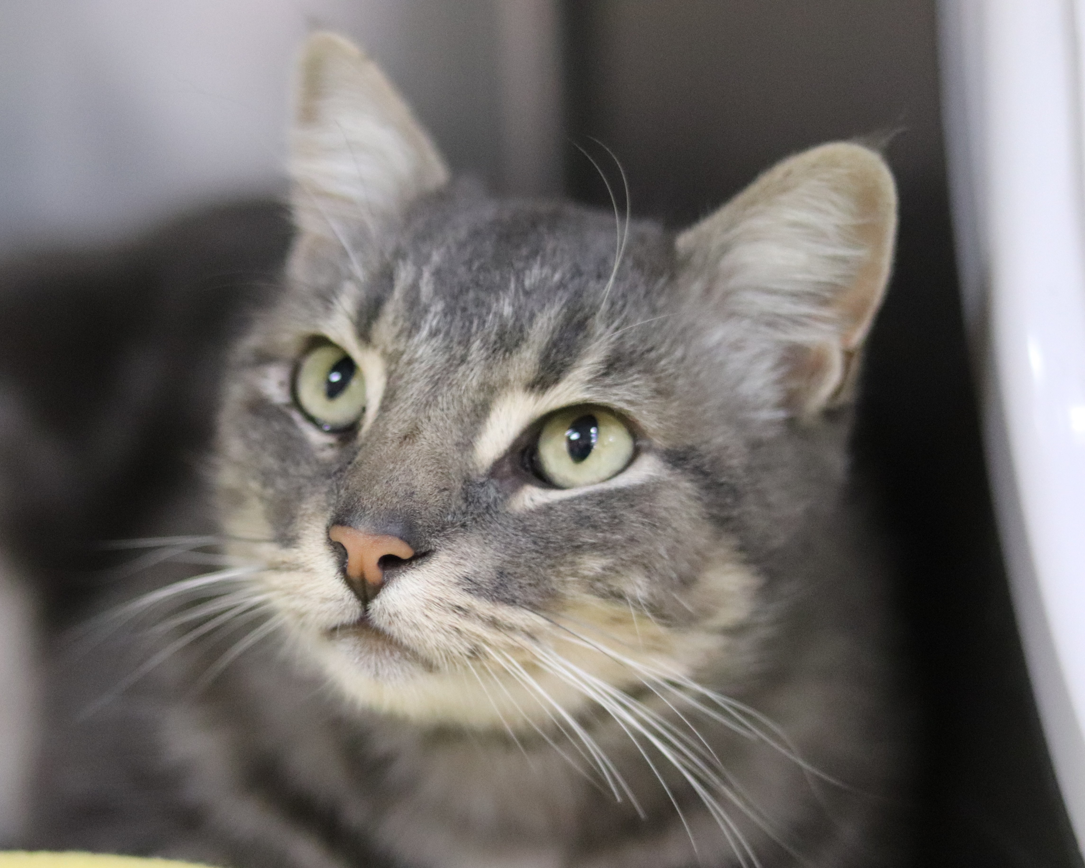 Cat for adoption Roscoe, a Domestic Short Hair in Walla Walla, WA