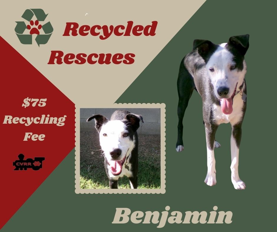 Dog for adoption Benjamin (Recycle), a Border Collie Mix in LINDSAY